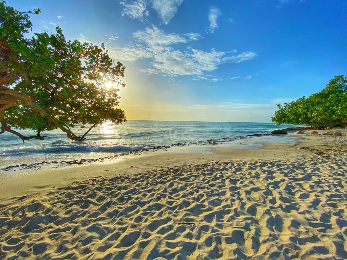 green tree and brown sand near sea during daytime