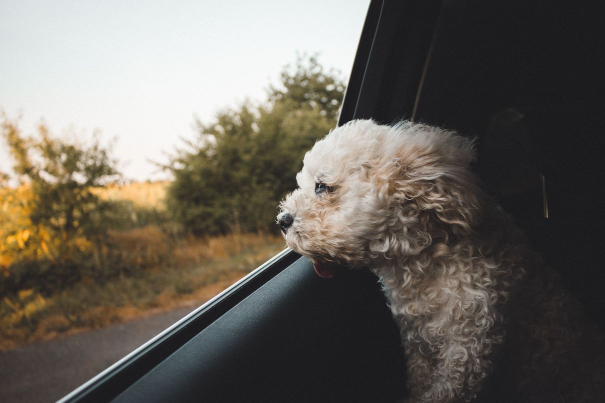 dog inside vehicle